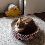 Maja P.